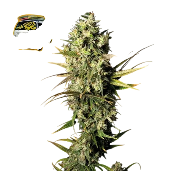 The White OG – Produktansicht