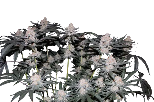 Tropicana Cookies FAST