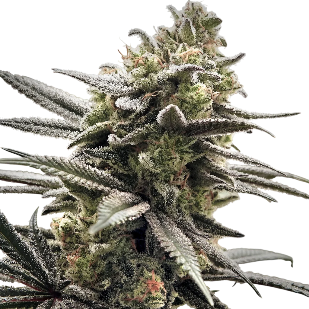 Thundersnow | PHOTOFEM | Elev8 Seeds
