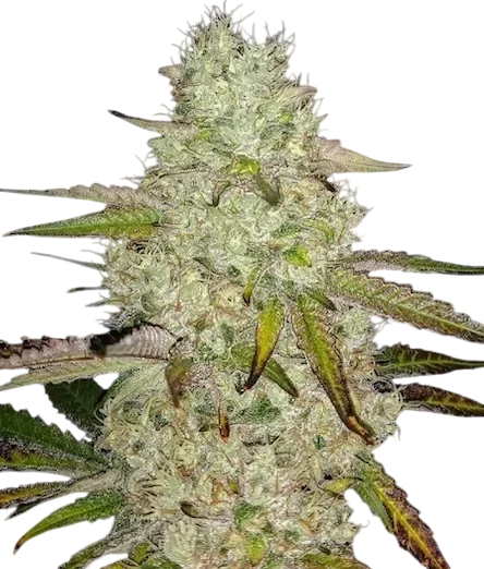 Toasted R1 – Produktansicht