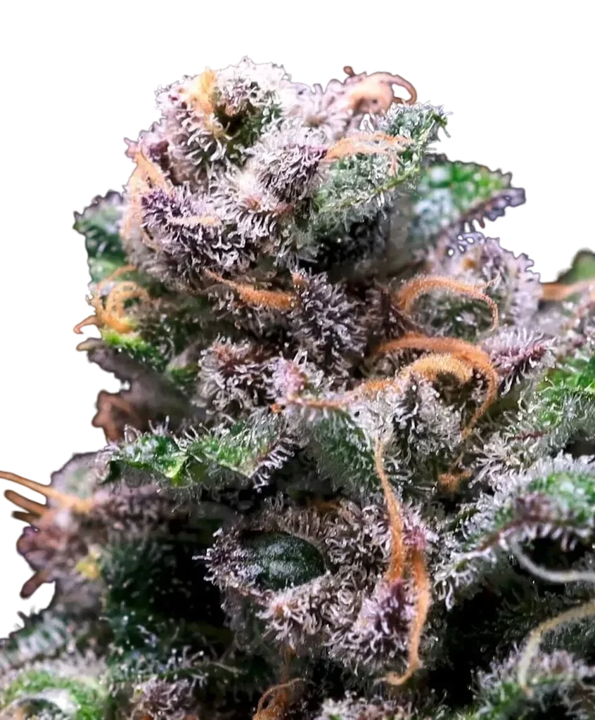 Tropical Cooler – Produktansicht