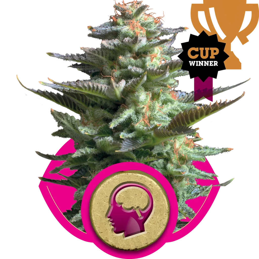 Amnesia Haze – Produktansicht