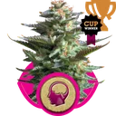 Amnesia Haze | PHOTOFEM | Royal Queen Seeds