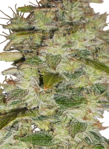 Truly Fruity