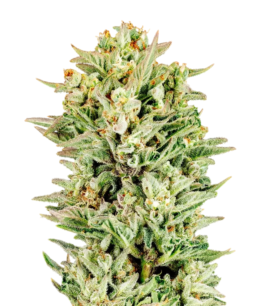 Turtle Taffy Auto – Produktansicht