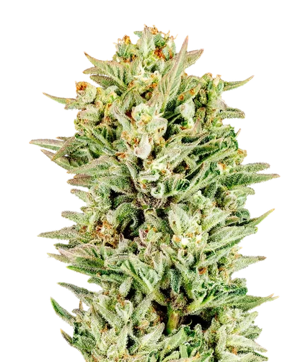 Turtle Taffy Auto