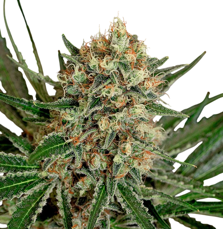 Txerri Bilbo Haze – Produktansicht