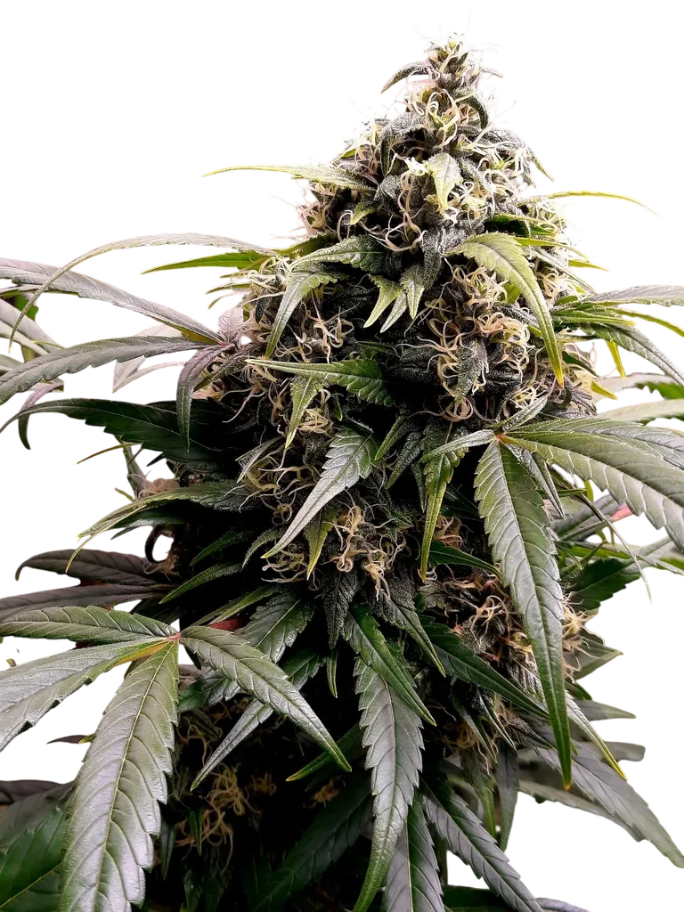 U2 | PHOTOREG | Mr. Nice Seedbank
