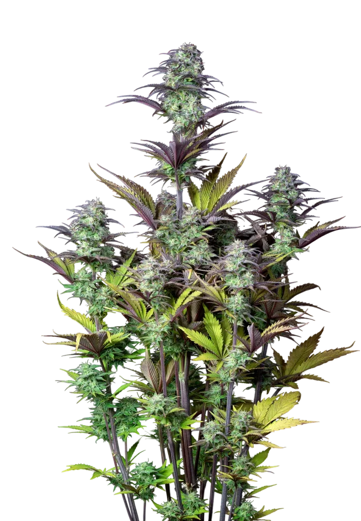 Original Blueberry Auto – Produktansicht