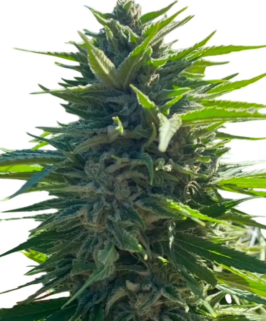 Wedding Cake Auto | AUTOFEM | Atlas Seed