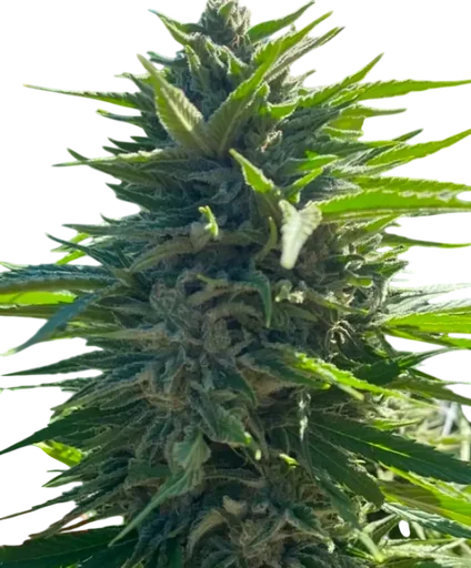Wedding Cake Auto