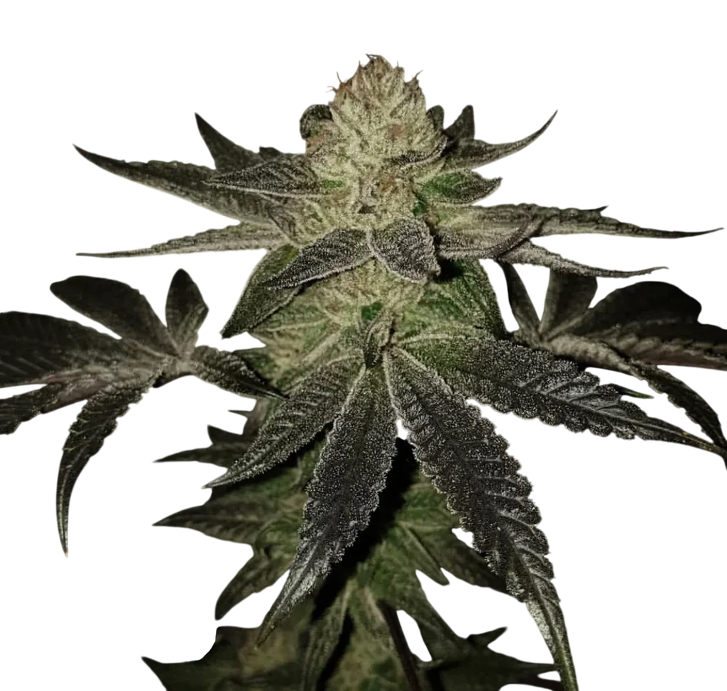 Wedding Cake S1 – Produktansicht