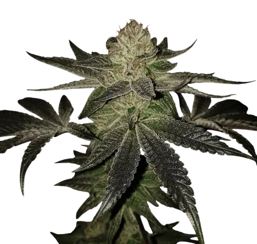 Wedding Cake S1
