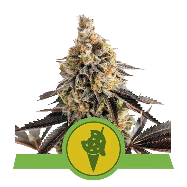 Cookies Gelato Auto – Produktansicht