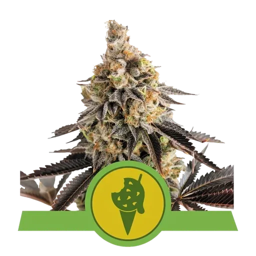 Cookies Gelato Auto | AUTOFEM | Royal Queen Seeds