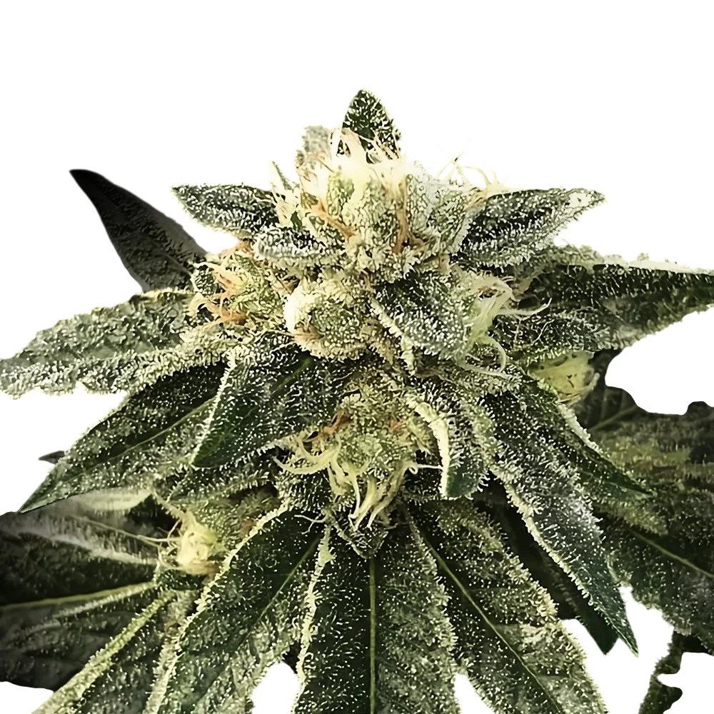 White Chocolope | PHOTOFEM | DNA Genetics