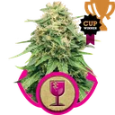 Critical | PHOTOFEM | Royal Queen Seeds