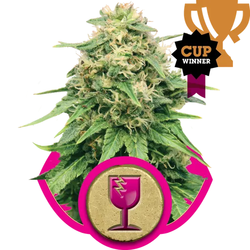 Critical | PHOTOFEM | Royal Queen Seeds