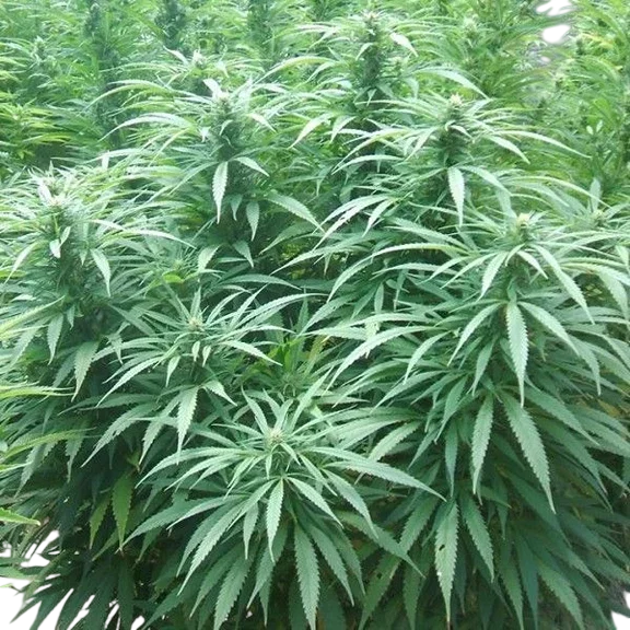 White Rhino – Produktansicht
