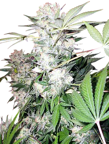 White Russian | PHOTOREG | Serious Seeds