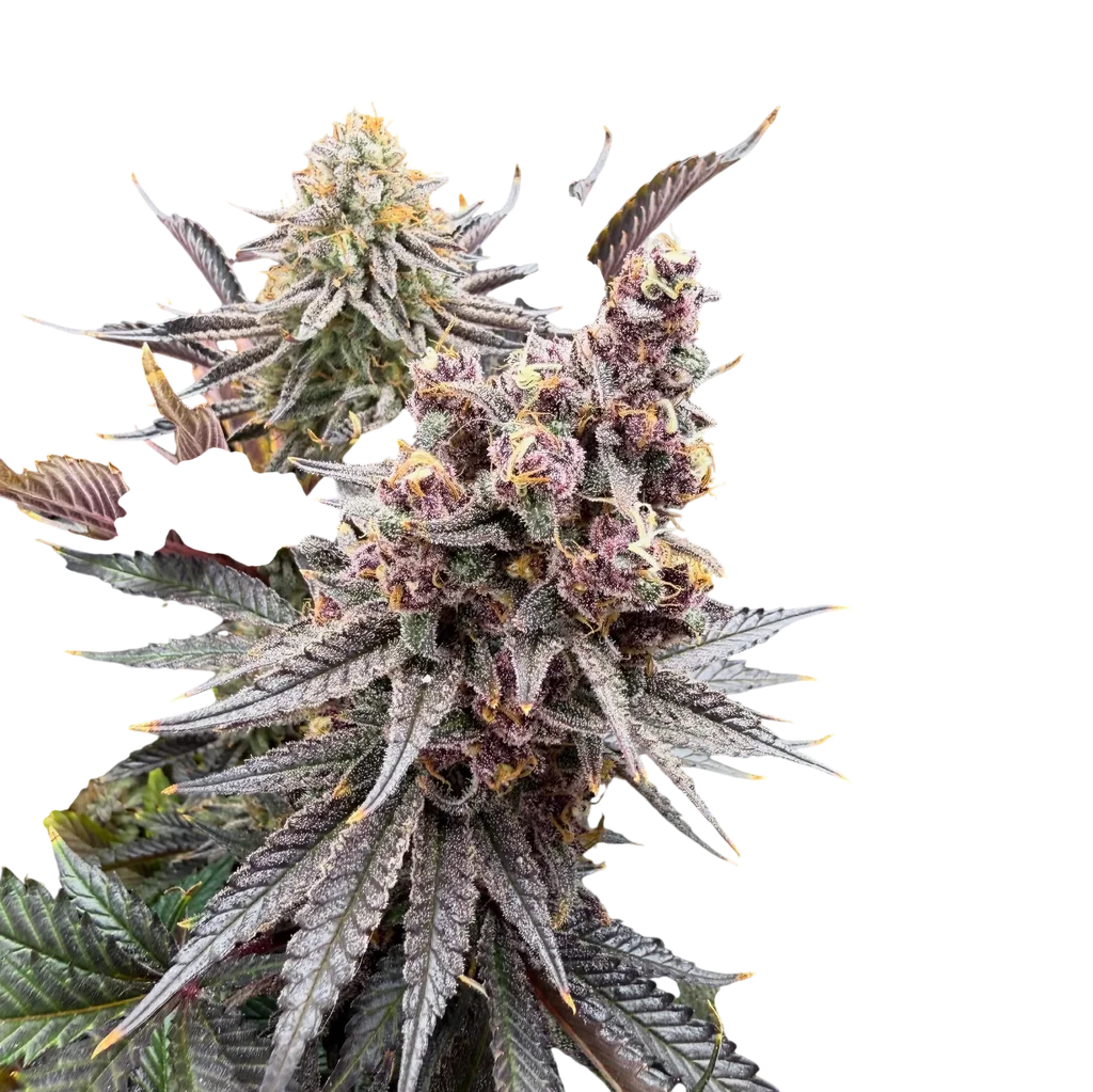 White Serpent | PHOTOFEM | Elev8 Seeds