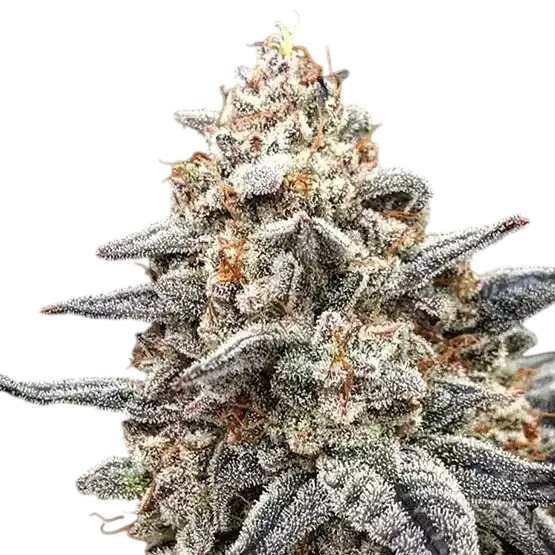 White Wedding RBX | PHOTOFEM | Ethos Genetics