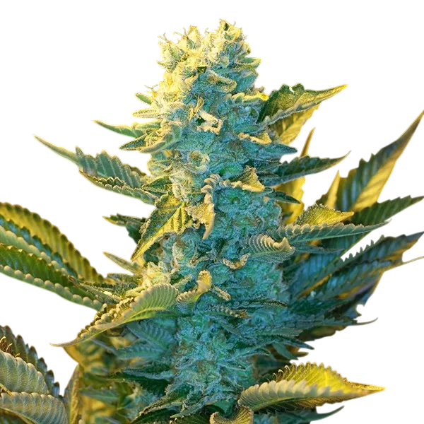 White Widow | PHOTOFEM | G13 Labs