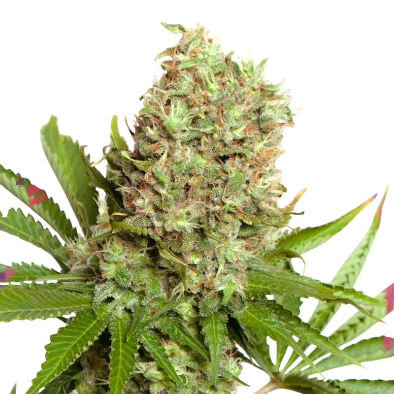 White Widow | PHOTOFEM | Nirvana Seeds