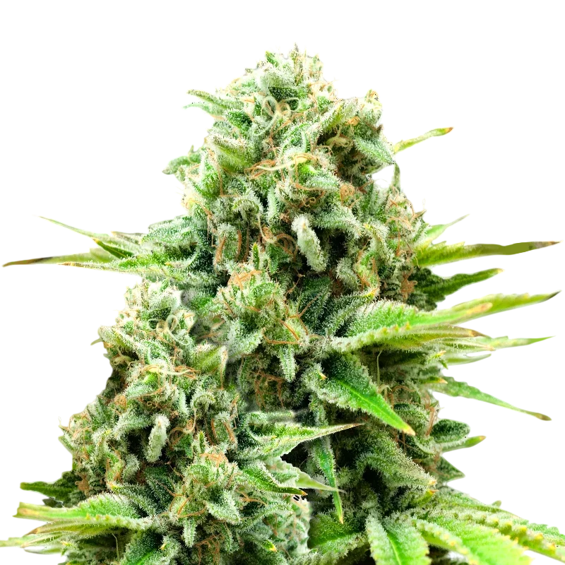 White Widow Auto – Produktansicht
