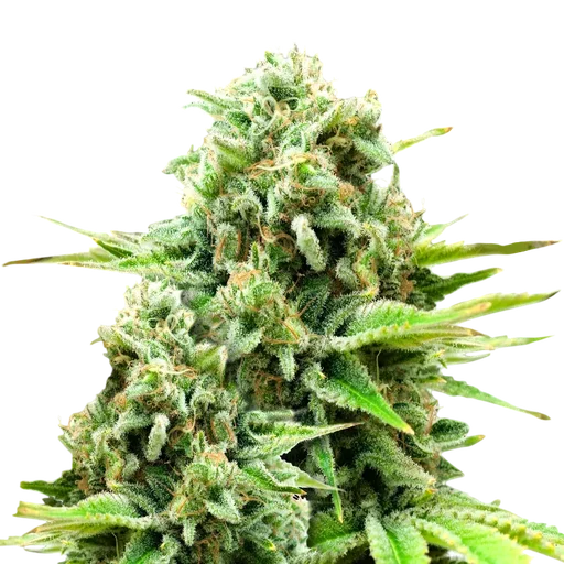 White Widow Auto