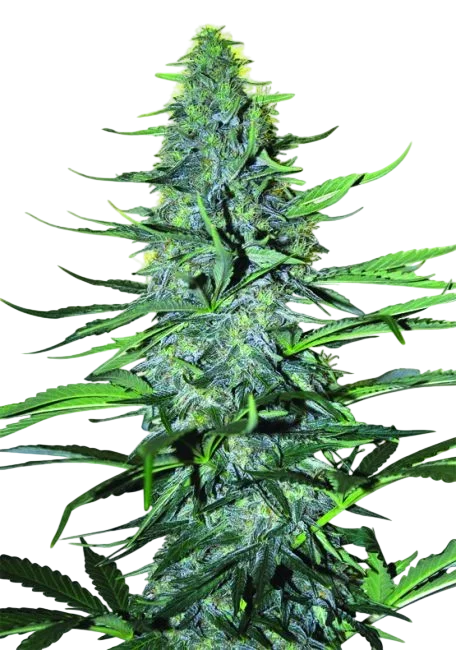White Widow – Produktansicht