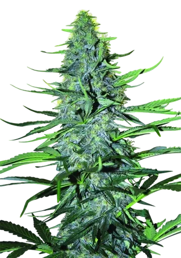 White Widow