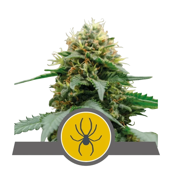 White Widow – Produktansicht
