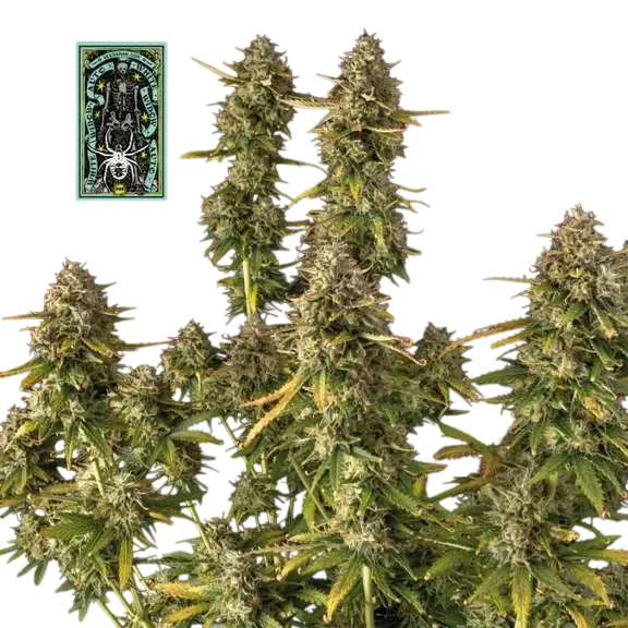 White Widow Auto – Produktansicht