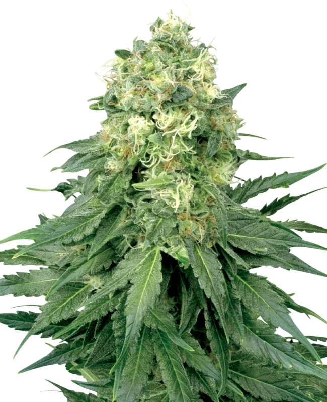 White Widow – Produktansicht