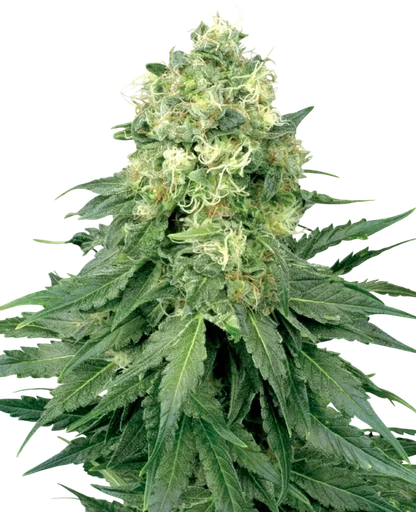 White Widow