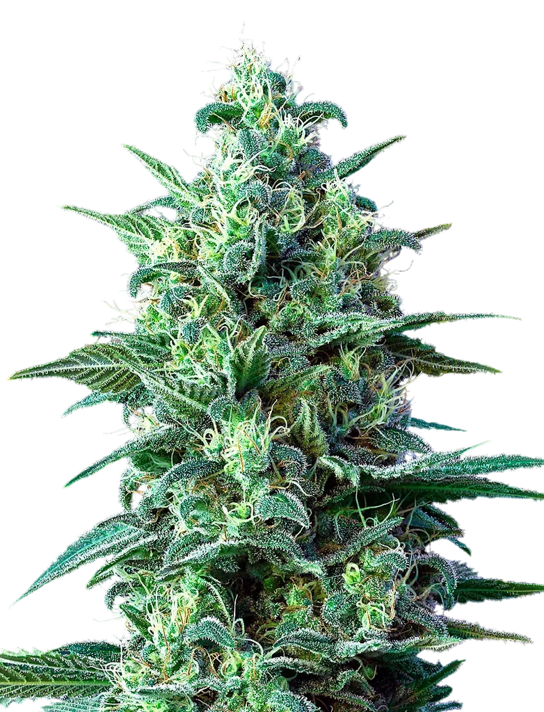 White Widow CBD Auto – Produktansicht