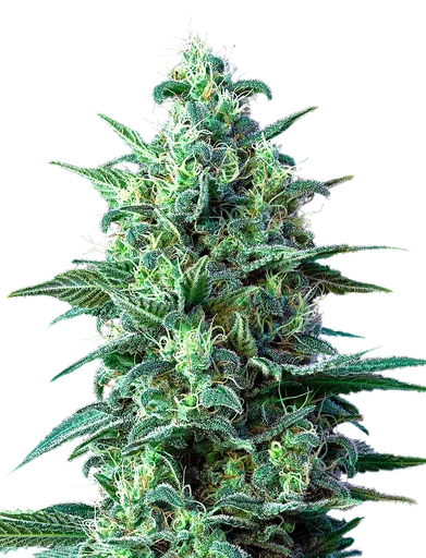 White Widow CBD Auto