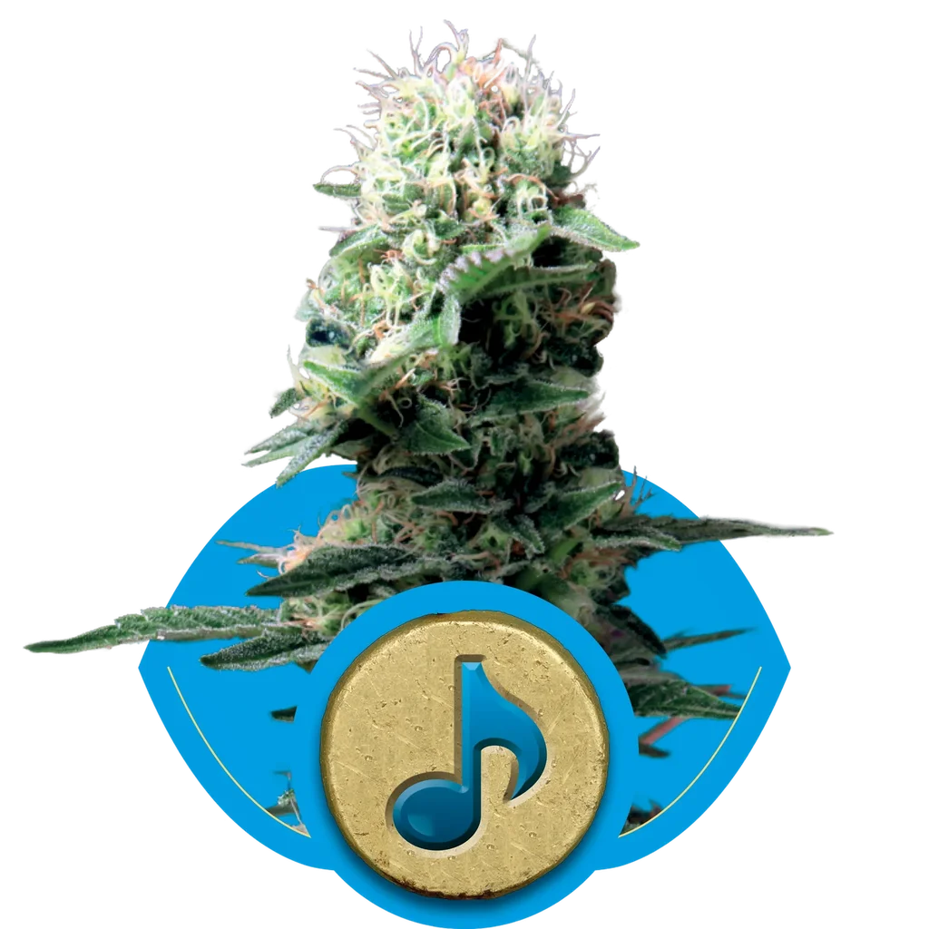 Dance World CBD – Produktansicht