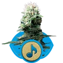 Dance World CBD | PHOTOFEM | Royal Queen Seeds