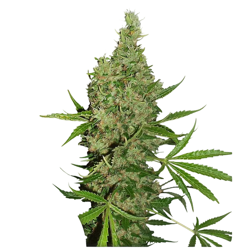White Widow x The Ultimate | PHOTOREG | Dutch Passion