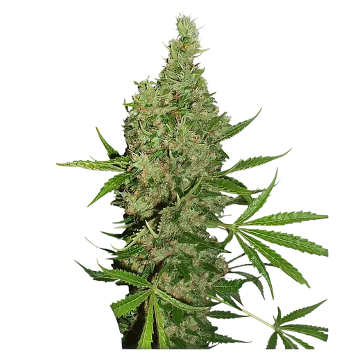 White Widow x The Ultimate