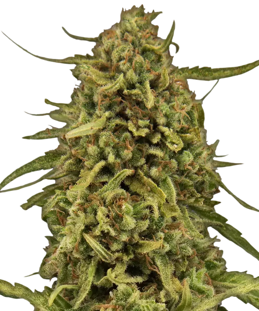 Widow Remedy | PHOTOREG | Barneys Farm
