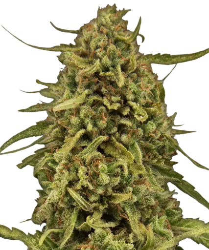 Widow Remedy | PHOTOREG | Barneys Farm