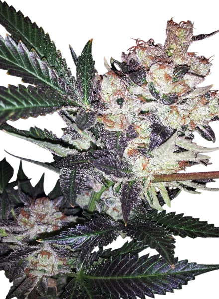 Wild Berry – Produktansicht