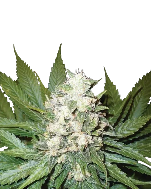 Wonder Woman Auto – Produktansicht