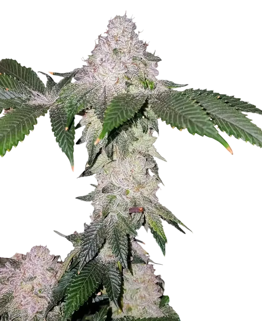 Wrank S1 | PHOTOFEM | Ethos Genetics