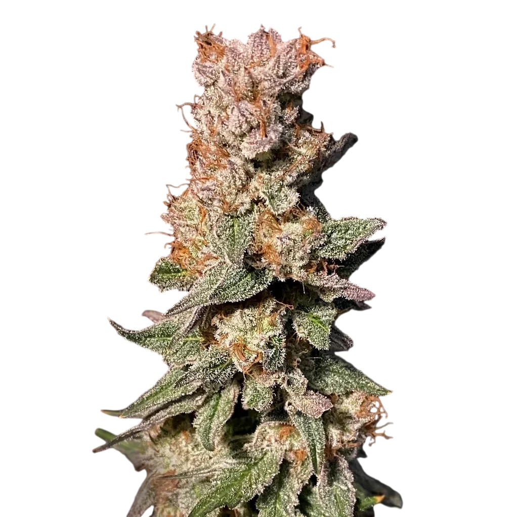 Xhale – Produktansicht