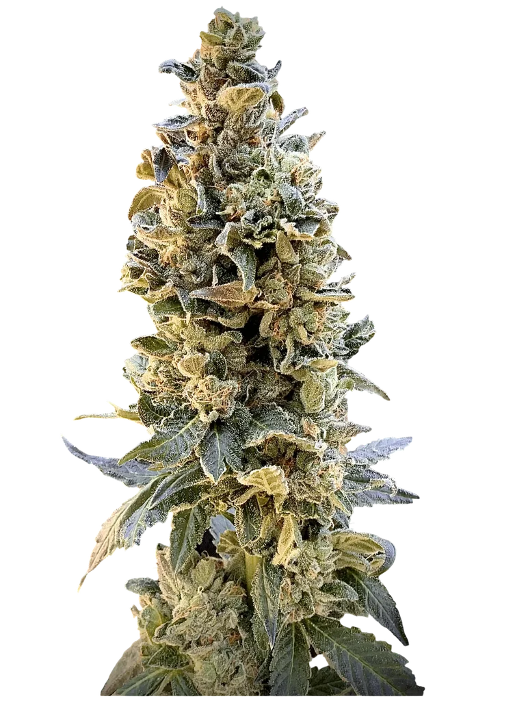XTC OG – Produktansicht