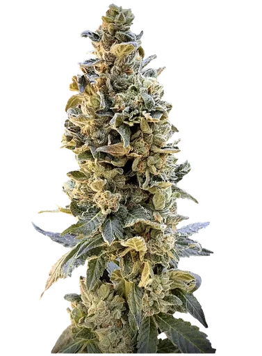 XTC OG
